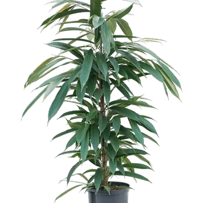 Ficus binnendijkii ‘Amstel King’ - Toef - 120