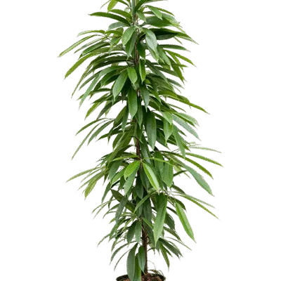 Ficus binnendijkii ‘Amstel King’ - Toef