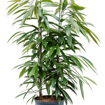 Ficus binnendijkii ‘Amstel King’ - Toef - 125