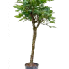 Ficus cyathistipula - Stam
