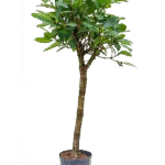 Ficus cyathistipula - Stam
