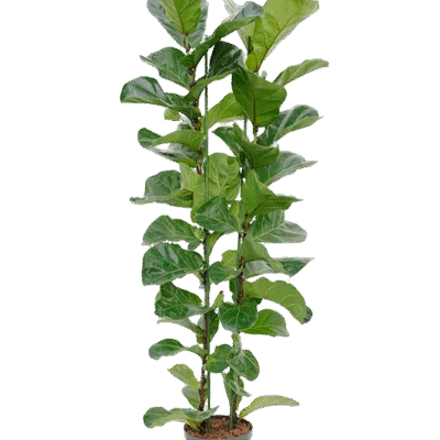 Ficus lyrata 3pp - Hydrocultuur - 150