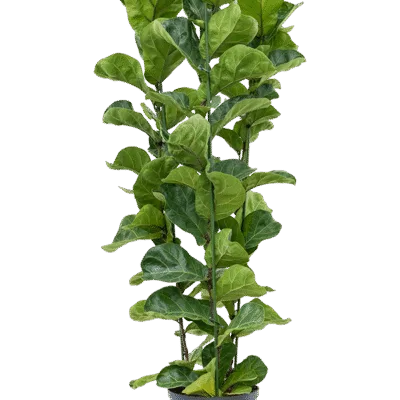 Ficus lyrata 3pp - Hydrocultuur - 130