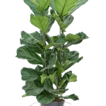 Ficus lyrata 3pp - Hydrocultuur
