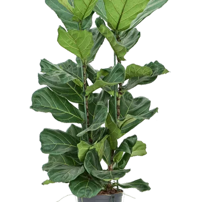 Ficus lyrata 3pp - Hydrocultuur - 110