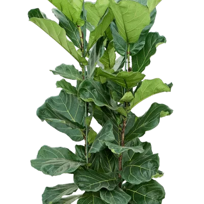 Ficus lyrata 3pp - Hydrocultuur - 110