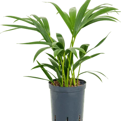 Howea forsteriana - 40