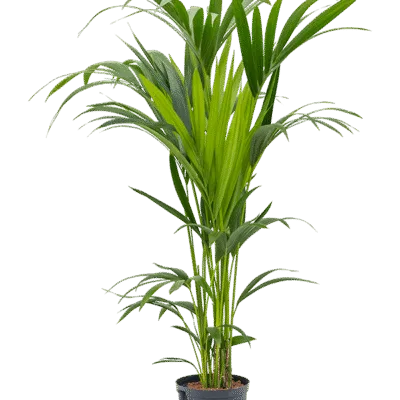 Howea forsteriana - 120