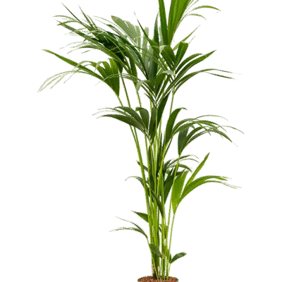 Howea forsteriana - 140