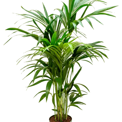 Howea forsteriana - 140