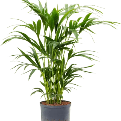 Howea forsteriana - 80