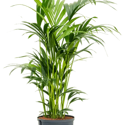 Howea forsteriana - 100