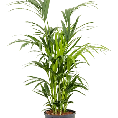 Howea forsteriana - 120