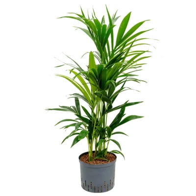 Howea forsteriana - 100