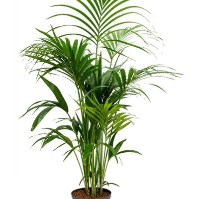 Howea forsteriana - 120