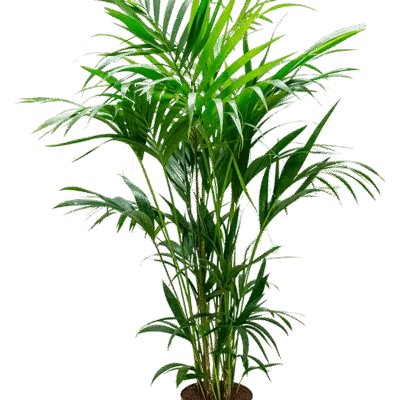 Howea forsteriana - 160