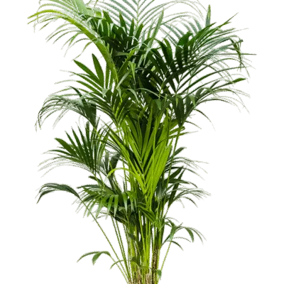 Howea forsteriana - 200