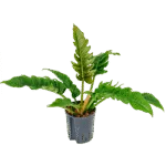 Philodendron selloum - Toef