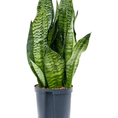 Sansevieria zeylanica - 45