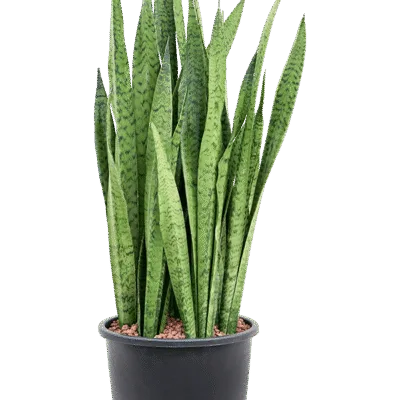 Sansevieria zeylanica - 105