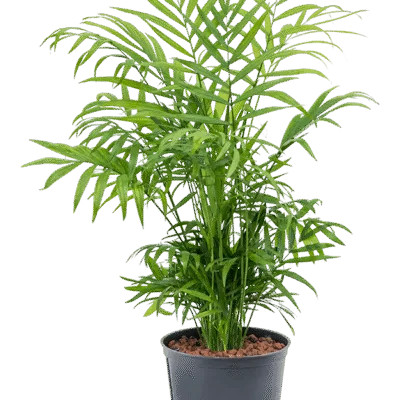 Chamaedorea elegans - 30