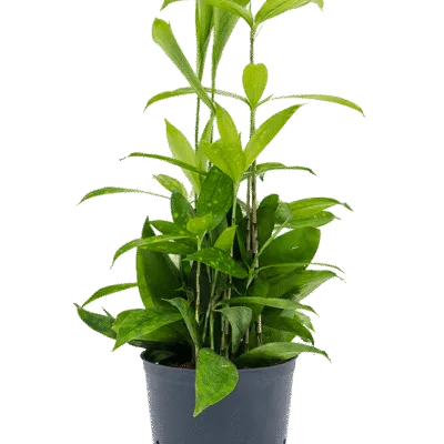 Dracaena surculosa – Gouddracaena - 45