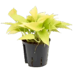 Scindapsus (Epipremnum) 'Golden pothos' - Hydrocultuur