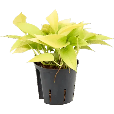 Scindapsus (Epipremnum) 'Golden pothos' - Hydrocultuur