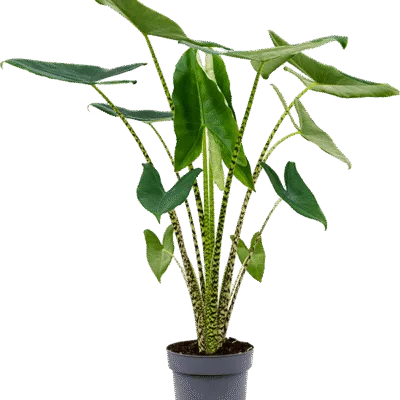 Alocasia zebrina – Zebraplant (Olifantsoor) - 95