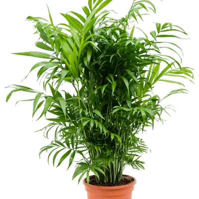 Chamaedorea elegans - 90