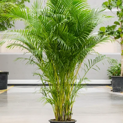 Areca Palm (Dypsis lutescens) - 240