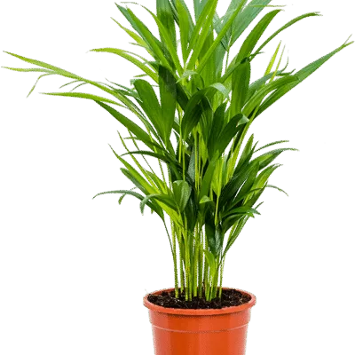 Areca Palm (Dypsis lutescens) - 60