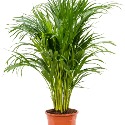 Areca Palm (Dypsis lutescens) - 100