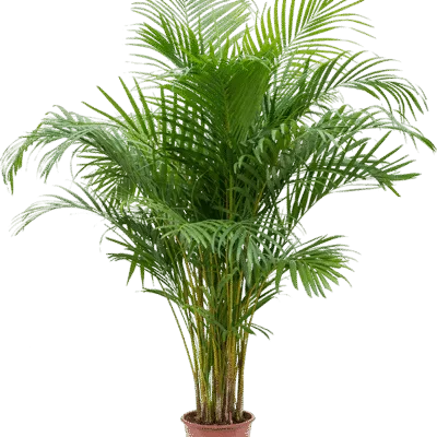 Areca Palm (Dypsis lutescens) - 130