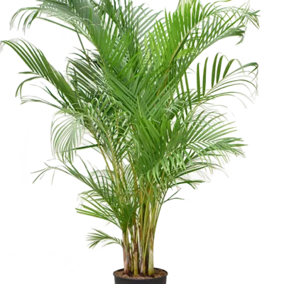 Areca Palm (Dypsis lutescens)