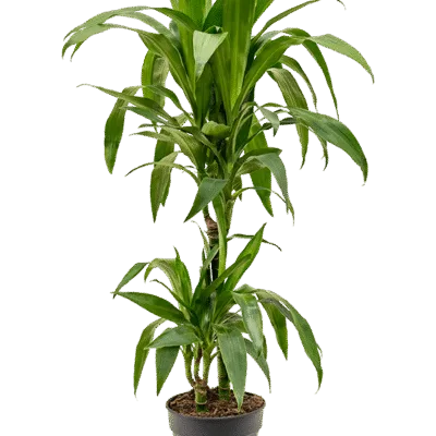 Dracaena fragrans - Stam - 90