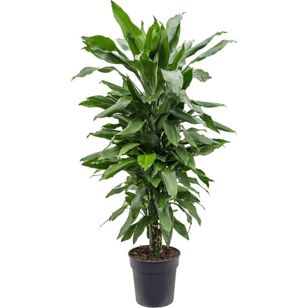 Dracaena Fragrans kopen bij Plantscount