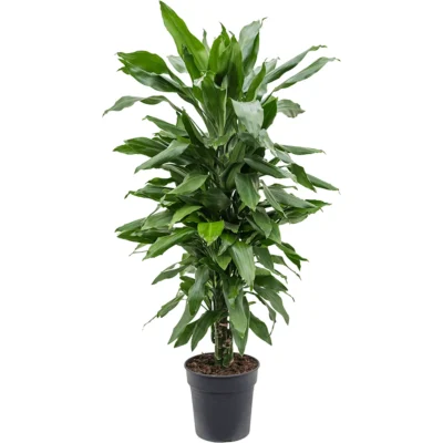 Dracaena fragrans 'Janet Lind'