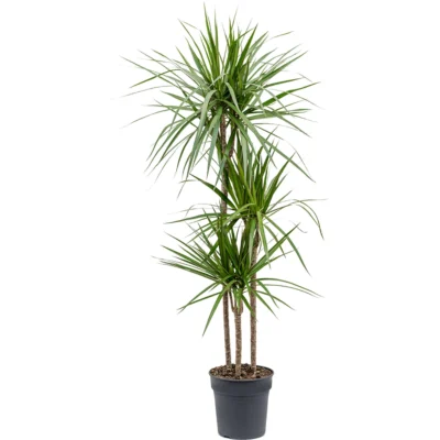 Dracaena marginata - 150