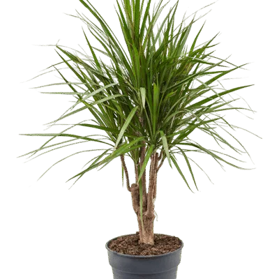 Dracaena marginata - Vertakt - 110