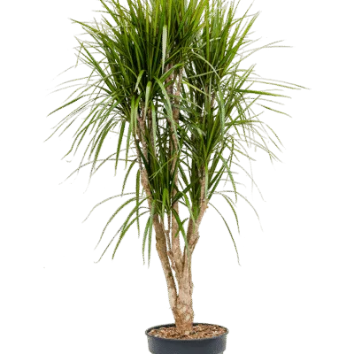 Dracaena marginata - Vertakt - 150