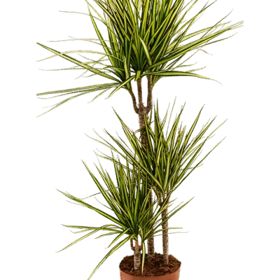 Dracaena marginata 'Sunray' - 120