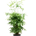 Dracaena surculosa – Gouddracaena