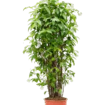 Sterjasmijn – jasminoides – Stam