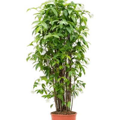 Sterjasmijn – jasminoides – Stam kopen bij Plantscount