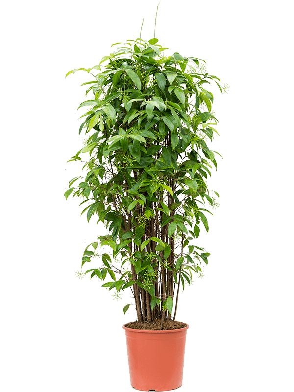 Sterjasmijn – jasminoides – Stam kopen bij Plantscount