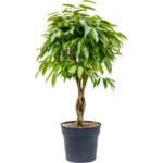 Ficus binnendijkii ‘Amstel King’ - Gevlochten stam