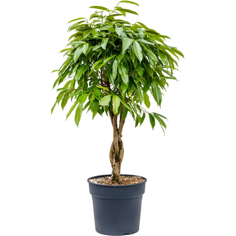Ficus binnendijkii ‘Amstel King’ - Gevlochten stam