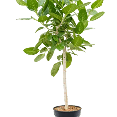 Ficus benghalensis 'Audrey' - Stam