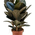 Ficus elastica 'Abidjan'